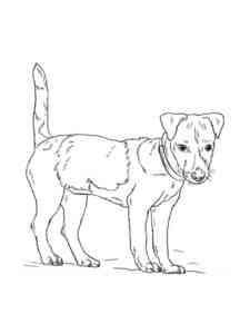 Jack Russell Terrier Dog coloring page