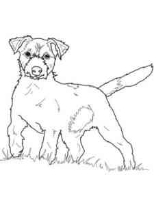 Realistic Jack Russell Terrier coloring page