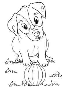 Jack Russell Terrier plays with the ball coloring page