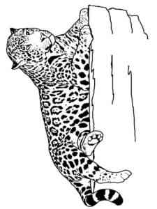 Jaguar on the Rock coloring page