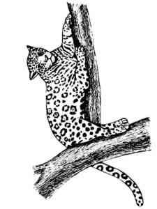 Jaguar lies on a branch coloring page