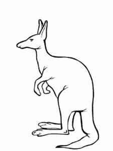 Kangaroo coloring page for Kids