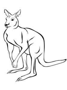 Common Kangaroo coloring page