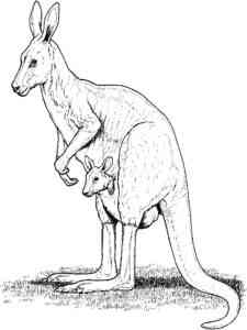 Eastern Grey Kangaroo with Baby coloring page