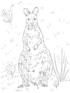 Realistic Kangaroo coloring page
