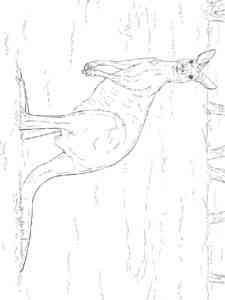 Western Grey Kangaroo coloring page