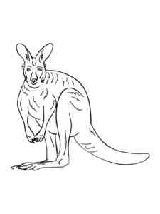 Australian Kangaroo coloring page