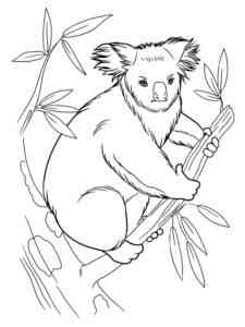 Australian Koala coloring page