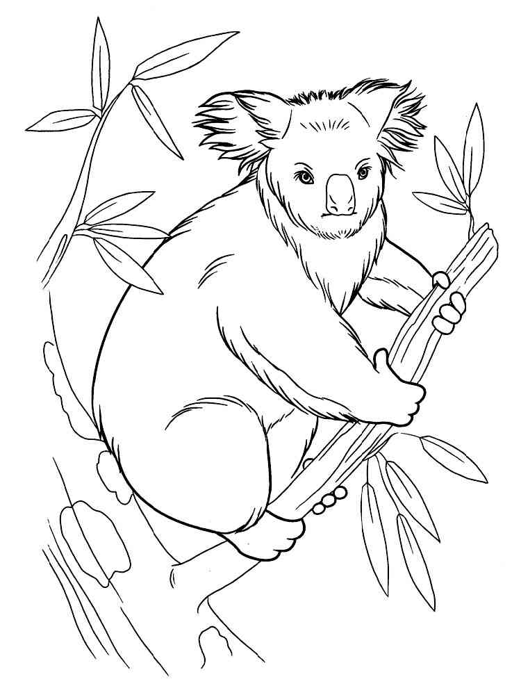 Australian Koala coloring page