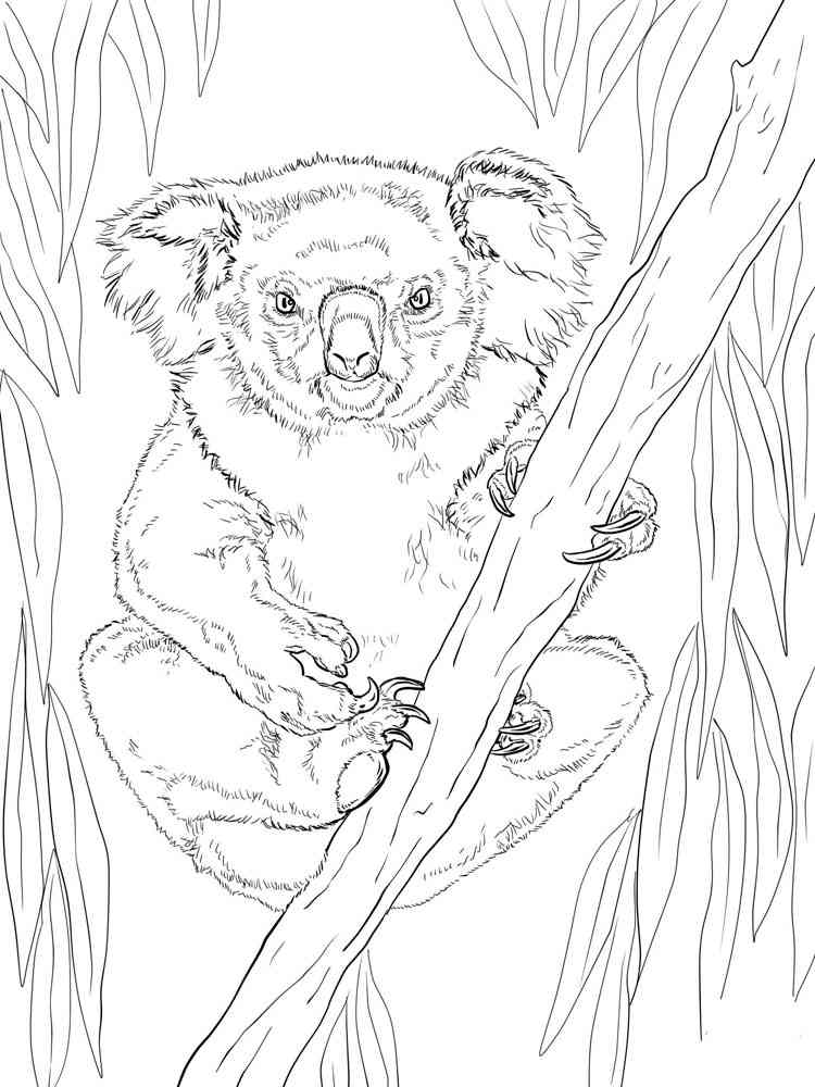 Funny Realistic Koala coloring page