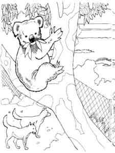 Koala in Zoo coloring page