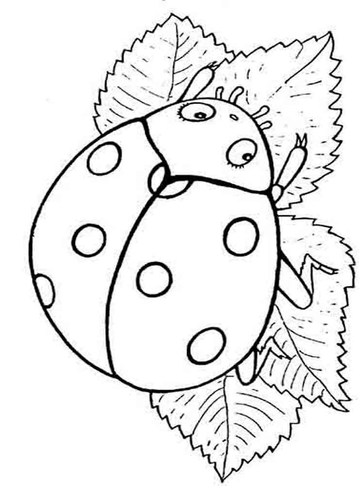Ladybug Beetle coloring page
