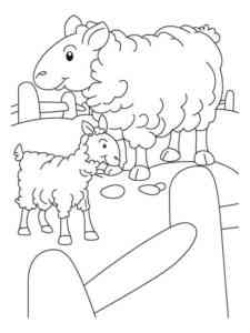 Lambs on the farm coloring page