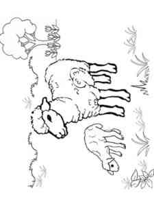 Lambs in the field coloring page