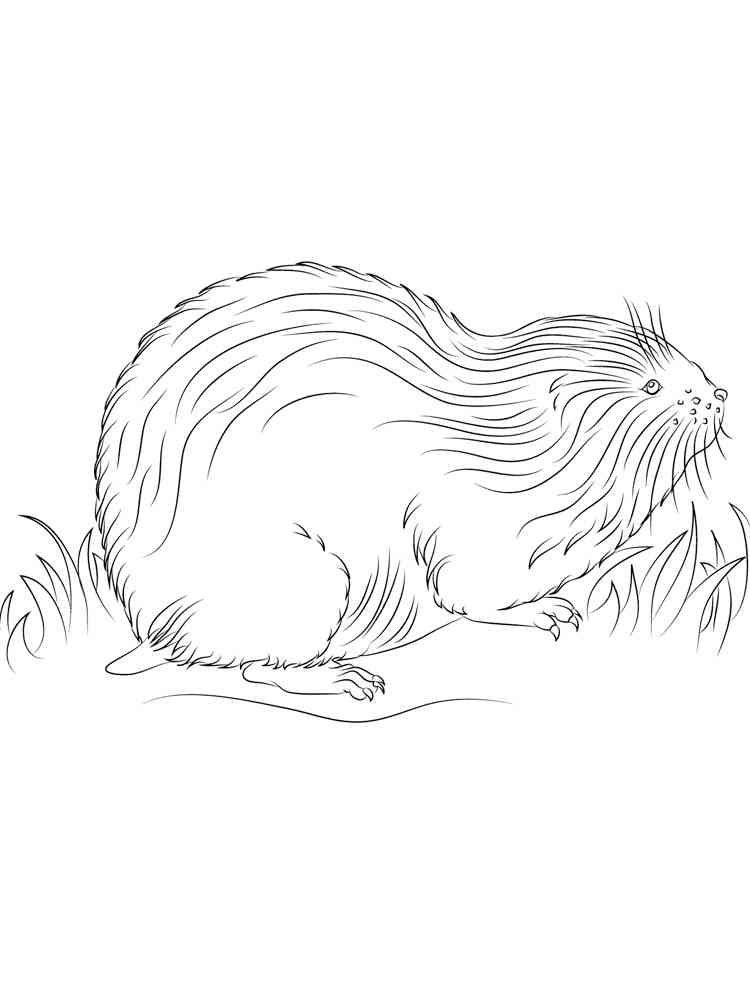 Realistic Lemming coloring page