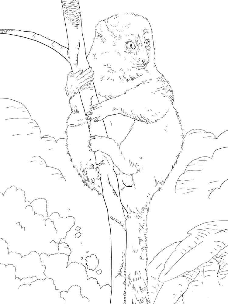 Eastern Lesser Bamboo Lemur coloring page