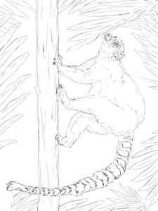 Ring-tailed Lemur coloring page