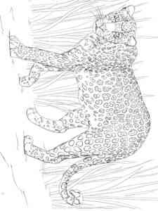 African Leopard coloring page