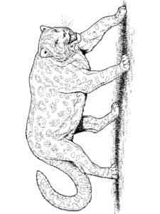 Wild Leopard coloring page