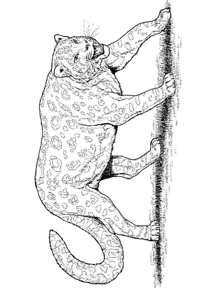 Wild Leopard coloring page