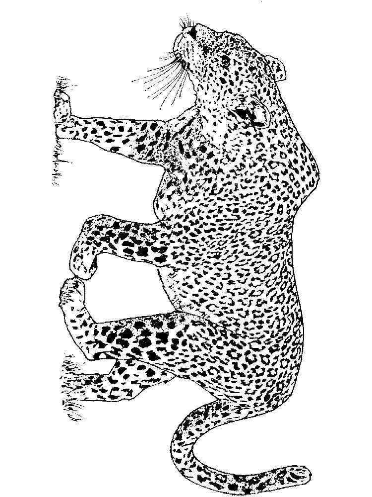 Realistic Leopard coloring page