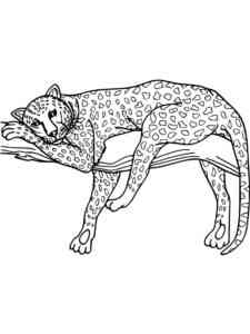 Leopard lies on a tree coloring page