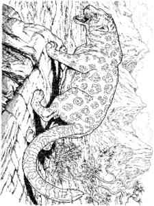 Leopard on the Rock coloring page