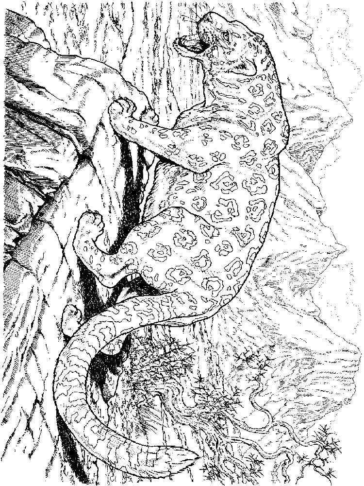 Leopard on the Rock coloring page