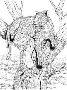 African Leopard on the tree coloring page