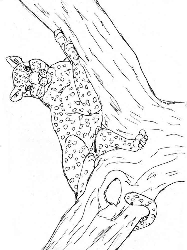 Leopard on the Tree coloring page
