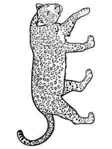 Amur Leopard coloring page