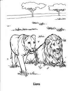 Lion and Lioness coloring page