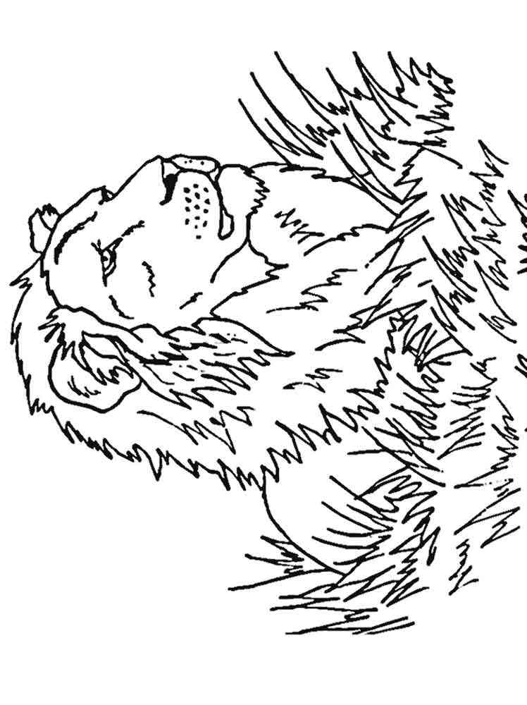 Lion in the grass coloring page