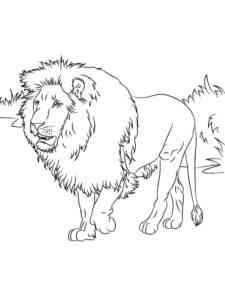 Male African Lion coloring page
