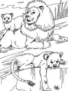 Lion and the lion cubs coloring page