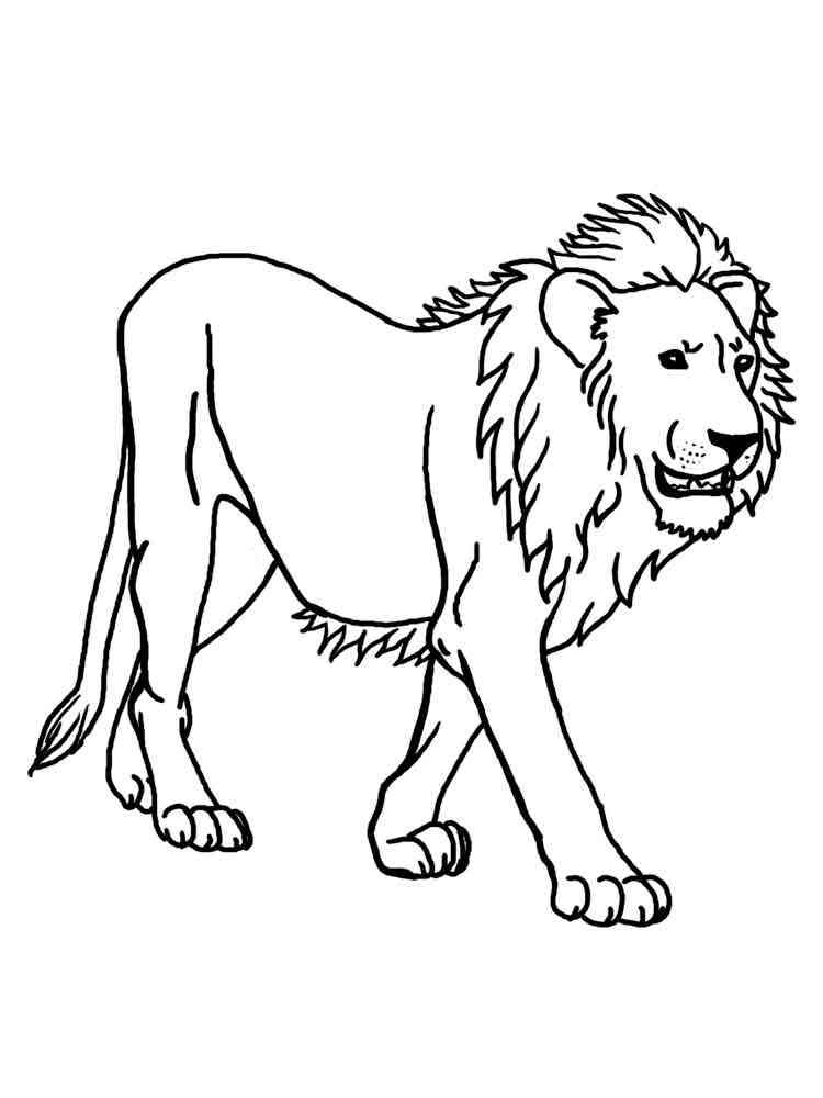 Asiatic Lion coloring page