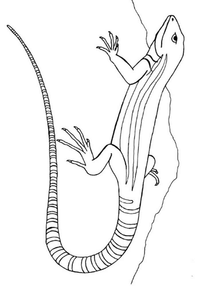 Agama Lizard coloring page