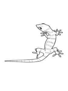 Sagebrush Lizard coloring page