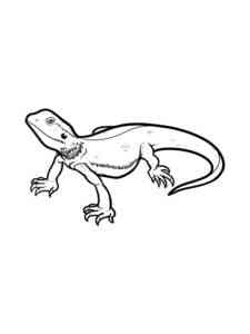 Realistic Lizard coloring page