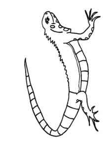 Easy Lizard coloring page
