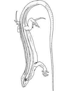 Common Lizard coloring page