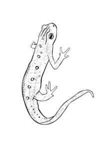 Sand Lizard coloring page