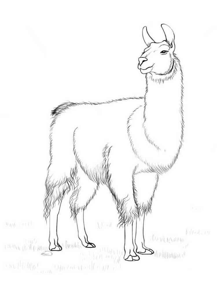 South American Llama coloring page