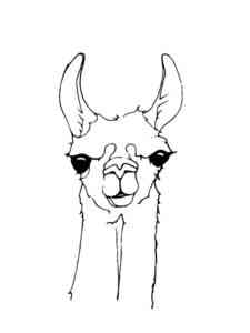 Llama Face coloring page
