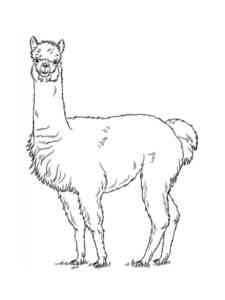 Realistic Llama coloring page