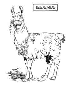 Llama Eating Grasses coloring page