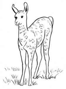 Little Llama coloring page