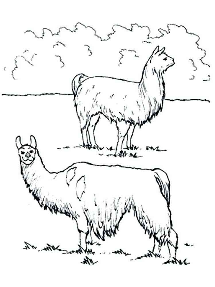 Two Llamas coloring page