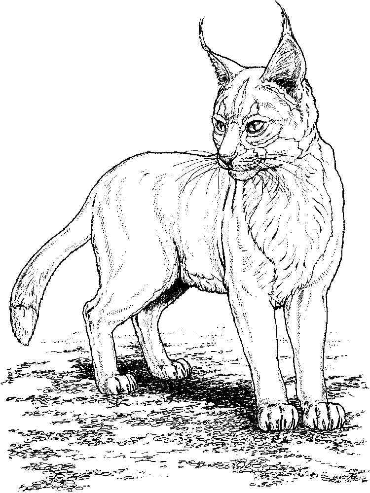 Lynx Wildcat coloring page