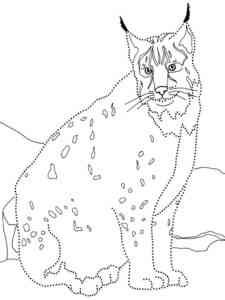Lynx Dot to Dot coloring page